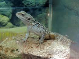 Agama turkest�nsk�