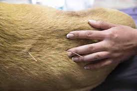 Akupunktura pro zv��ata