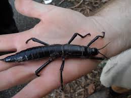 Australsk� stra�ilka Dryococelus australis