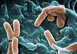 Bakterie rezistentn� na antibiotika