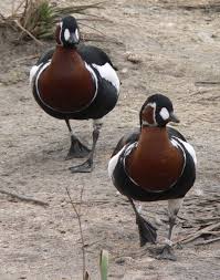 Berne�ka rudokrk�