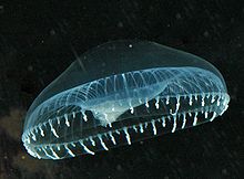 Bioluminiscence