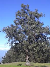 Blahovi�n�k kulatoplod� (Eucalyptus globulus)