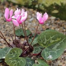 Brambo��k evropsk�