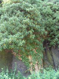 B�e�an pop�nav�