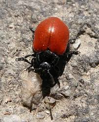 Mandelinka topolov�