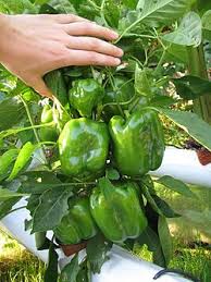 Hydroponick� laborato�