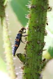 Larva slun��ka sedmite�n�ho poj�d� m�ici