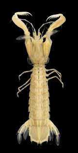 Stra�ek kudlankov�