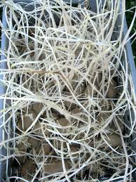 Nakl��en� brambory jsou jedovat�, obsahuj� jed solanin