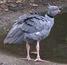 ��ja chocholat�