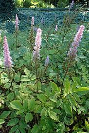 �echrava ��nsk� (Astilbe chinensis)