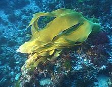 �epelatka Laminaria ochroleuca