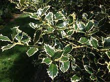 Cesm�na ostrolist� (Ilex aquifolium), kultivar 'Golden King'