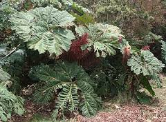 Chu�as�v de�tn�k