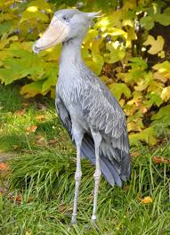 �lunozobec africk�