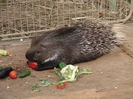 Dikobraz srstnatonos�