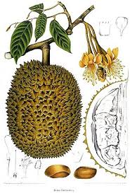 Durian cibetkov�