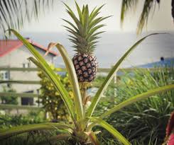 Exotick� ovoce ananas
