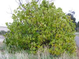 F�kovn�k smokvo�