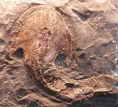 Hemicyclaspis murchisoni