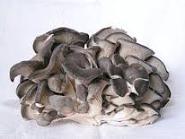 Hl�va �st�i�n�