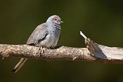 Holoubek diamantov�