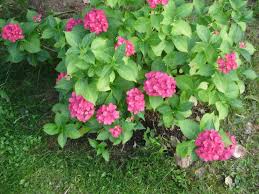 Hortenzie velkolist�