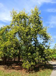 Hru�kovec p�elahodn� (Persea americana)