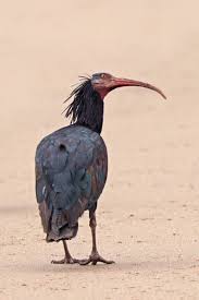 Ibis skaln�
