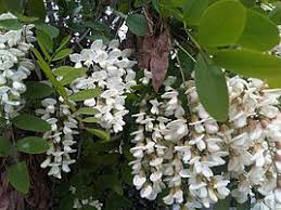 Trnovn�k ak�t (Robinia pseudoacacia)