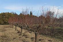 Broskvo�ov� sad p�ed jarn�m �ezem ovocn�ch d�evin