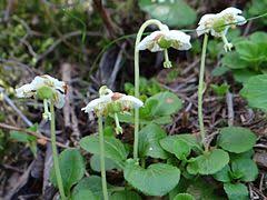 Jednokv�tek velkokv�t�