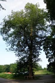 Jilm habrolist� (Ulmus minor) u koliby v m�stsk�m parku �t�p�nka v Mlad� Boleslavi