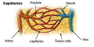 Kapil�ry v lidsk�m t�le