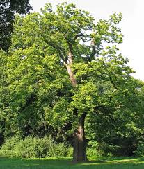 Z�mek Velk� Losiny