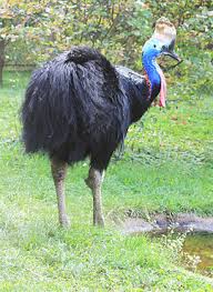 Kasu�r p��lbov�