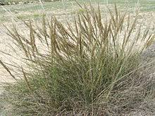 Kavylovec p�epevn� (Macrochloa tenacissima)