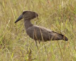 Kladivou� africk�