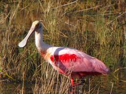 Kolp�k r��ov�