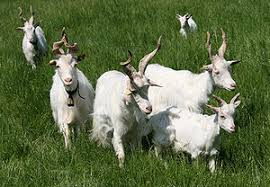 Koza girgent�nsk�