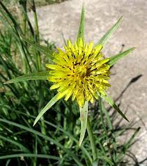 Koz� brada lu�n�