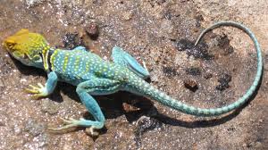 Legu�novec obojkov�