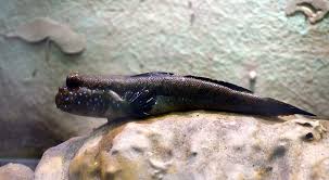 Lezec oboj�iveln�