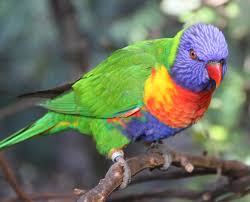 Lori mnohobarv� horsk�