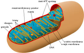Mitochondrie