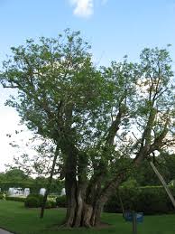 Moru�ovn�k b�l�