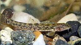 M�enka mramorovan�