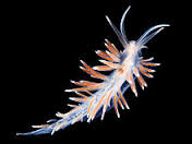 Naho��br� pl� Flabellina lineata