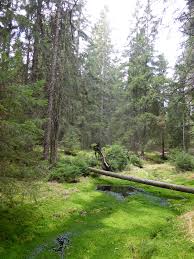 Nau�n� stezka Sv�tem horsk�ch luk, Ra�elini�t� Sk��tek